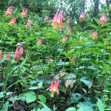 Eastern Red Columbine, Native Flower